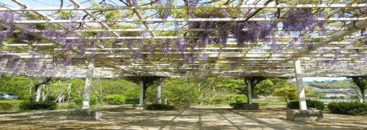 誠和藤枝病院 外観_玄関横藤棚