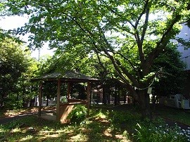 練馬ゆめの木　周辺②