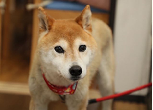 デイサービスちからいっぱい若木台　セラピー犬