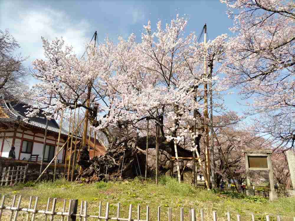 美櫻訪看DSC_0376