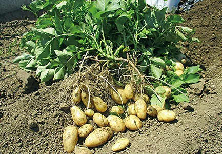 デイサービス　アルク　畑