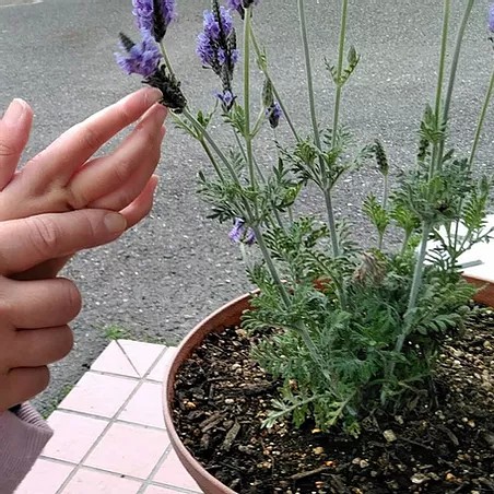 ここあ 児童発達支援 放課後等デイサービス　植物